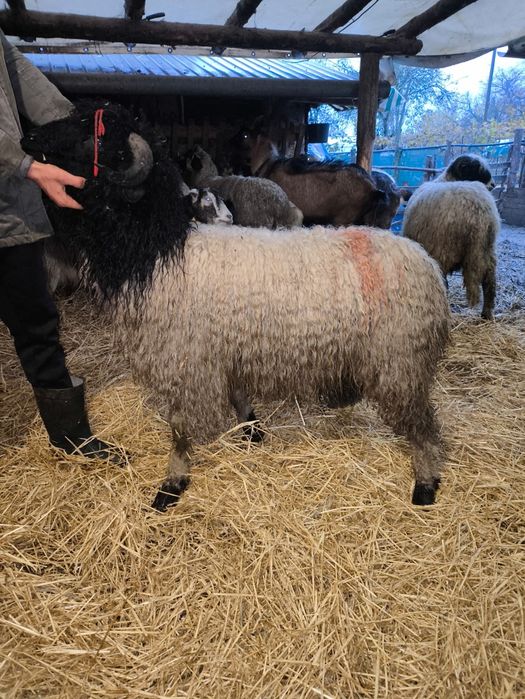 Vând miei Ștefan cel Mare olt