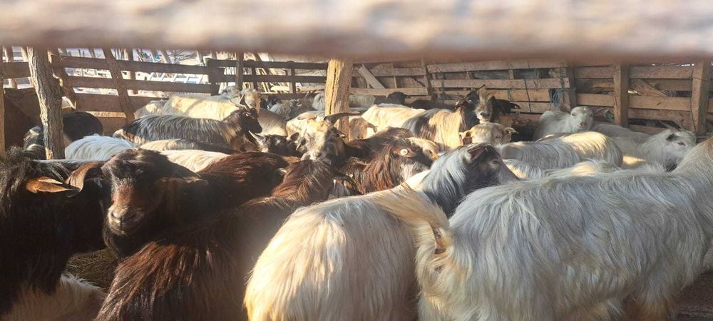 Vand capre bune de tinut