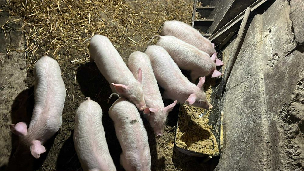 продавам прасенца