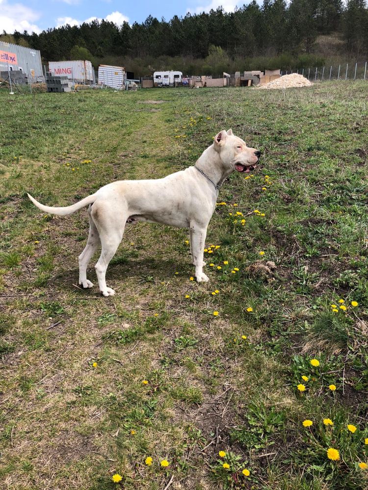 Dogo Argentino / Dog Argentinian