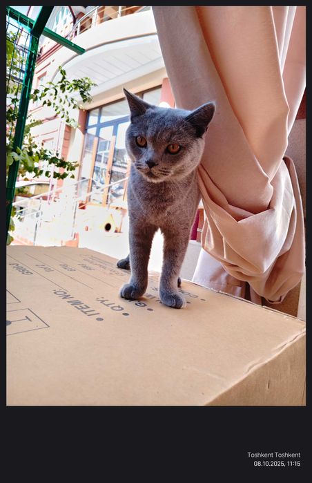 Продаётся кот скоттиш страйт