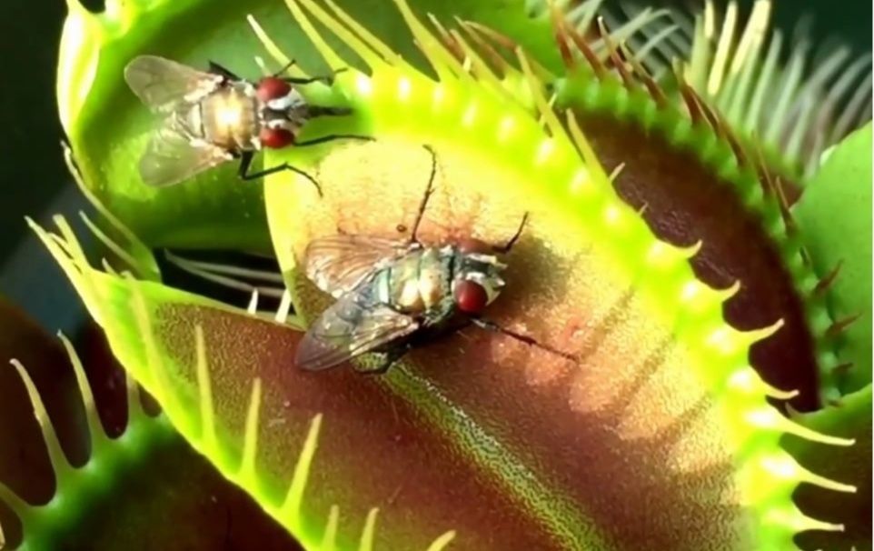 Venus flytrap Plantă carnivoră