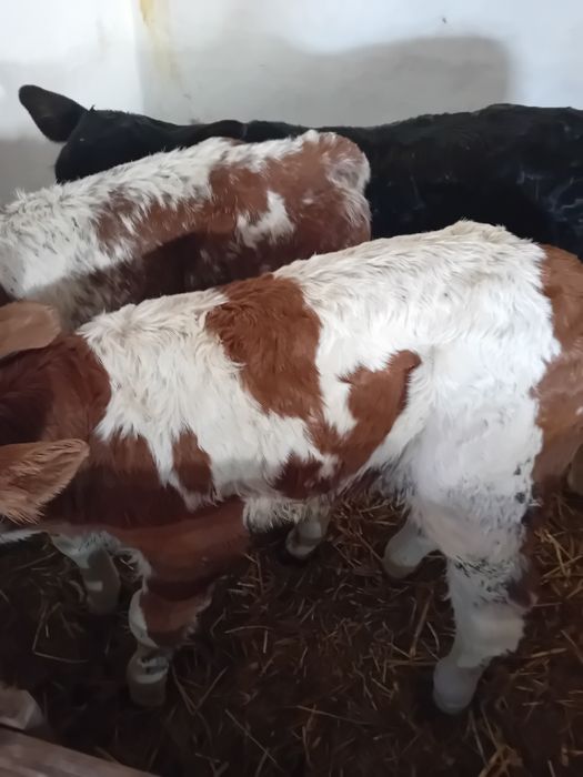 Tauras baltat și vitea angus