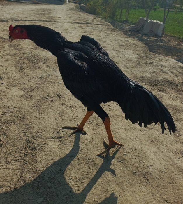 Jo'ja sotiladi  Xo'roz ni tushungan odam bildi qanaqa  ekanini