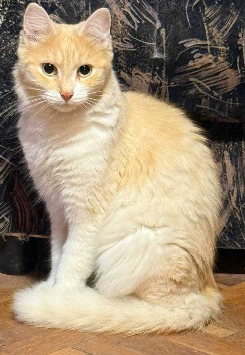 Подарявам две красиви котки