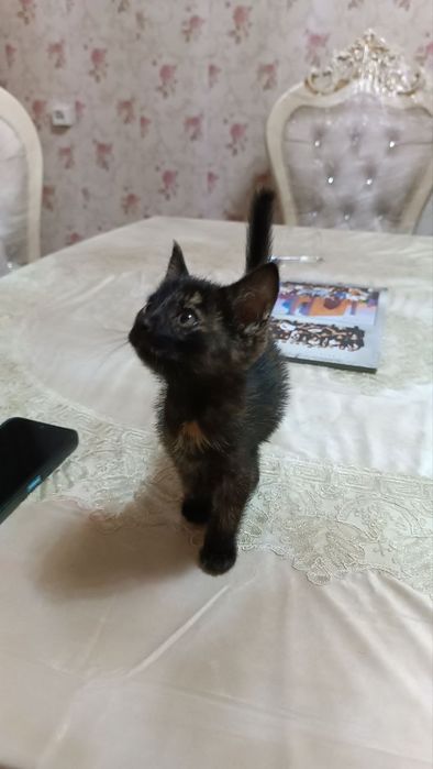 Отдам котёнка в хорошие руки