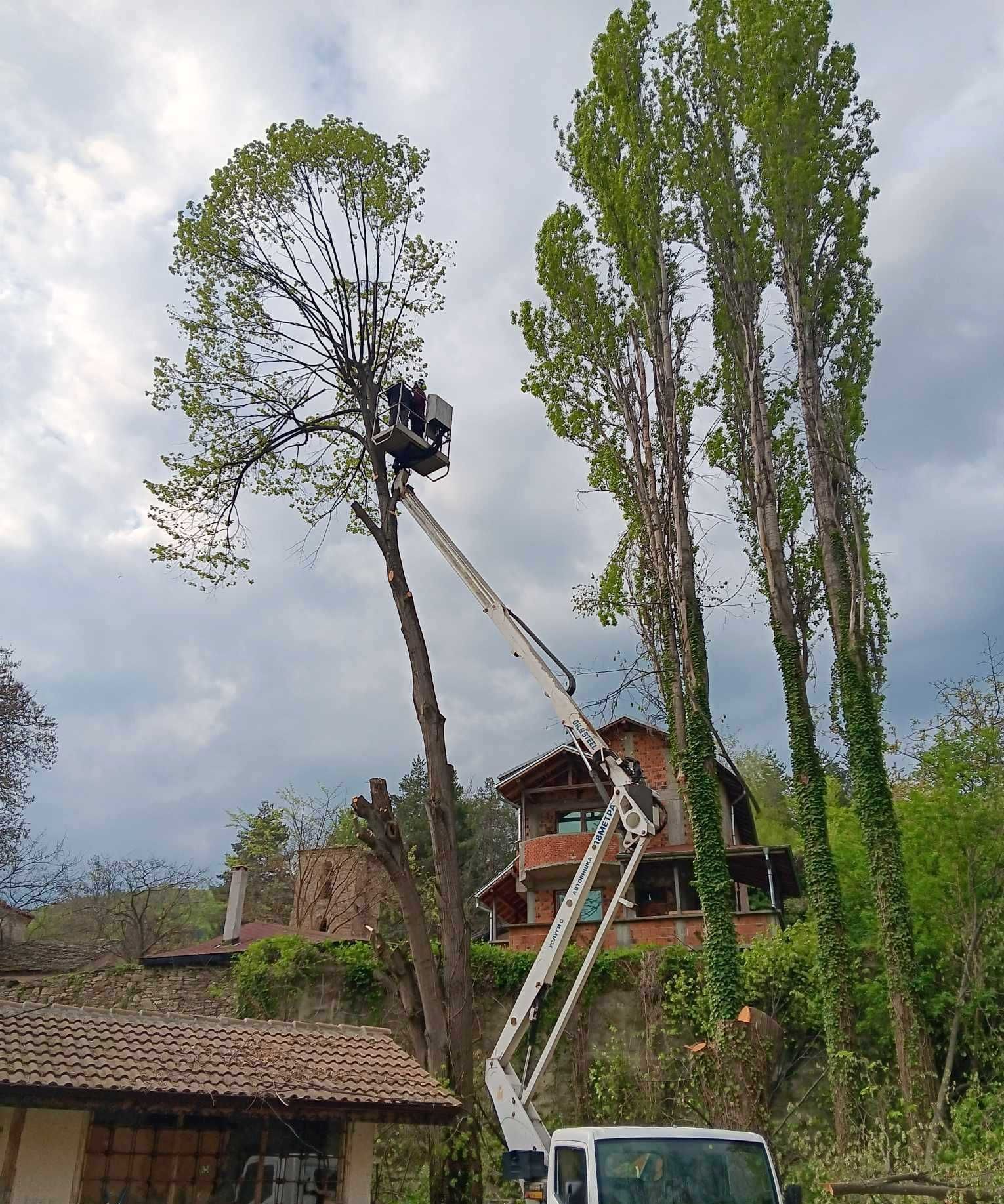 Рязане, кастрене и премахване на опасни и високи дървета в Асеновград