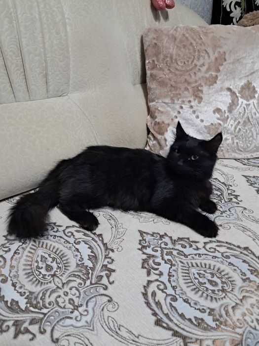 Отдам кошку в хорошие руки