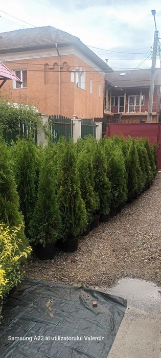 Tuia smaragd 1.30m 35 lei