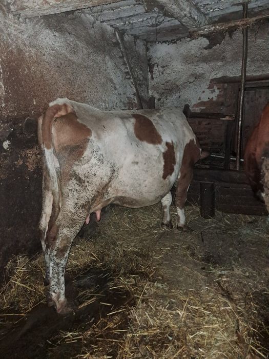 De vânzare vaca de abator