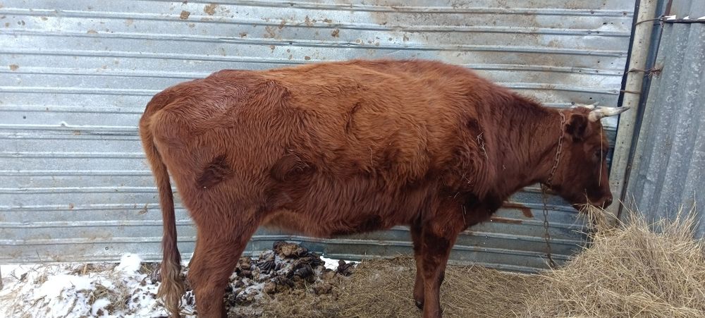 Продам тёлок с первым отелом