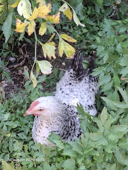 Păsări de vânzare