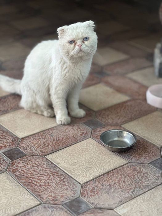Продам кошку егепитский мау  и котята