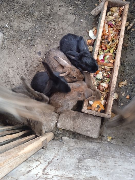 Продаются крольчата по 60000 тысяч