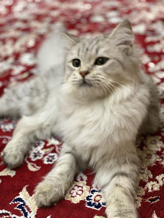 Кошка британская длинношерстная, цена договорная