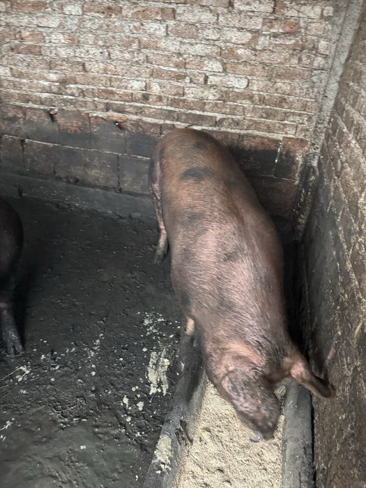 Продавам прасета за клане