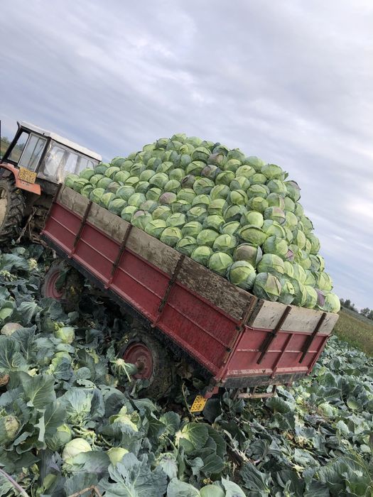 Vând boabe de răsad românesc