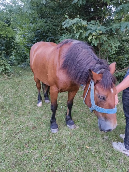 Vând cal frumos și blând