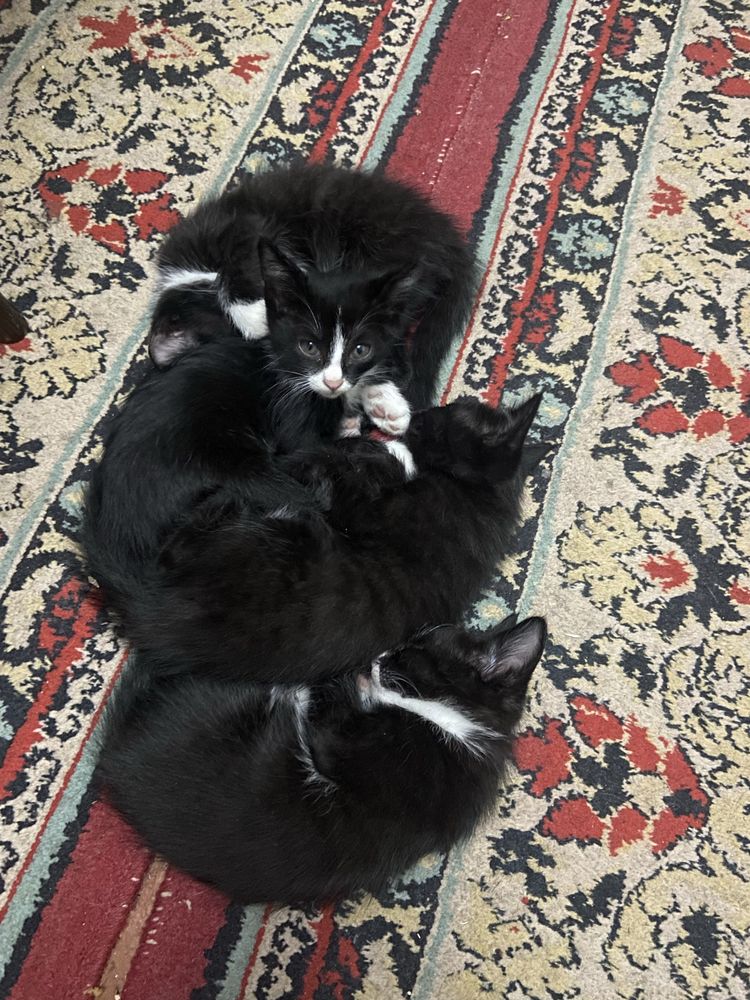 Котята примерно 2 месячные в добрые руки