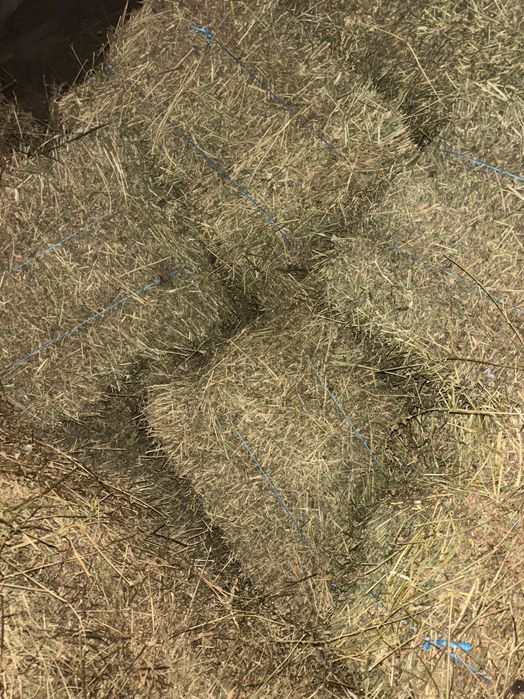 Baloți de lucernă de vânzare