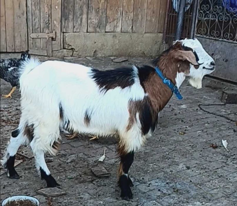 Țap șut metis anglonubian