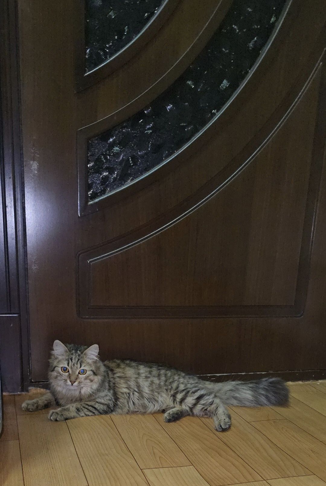 Кошка Мушук Пишик киз пишик