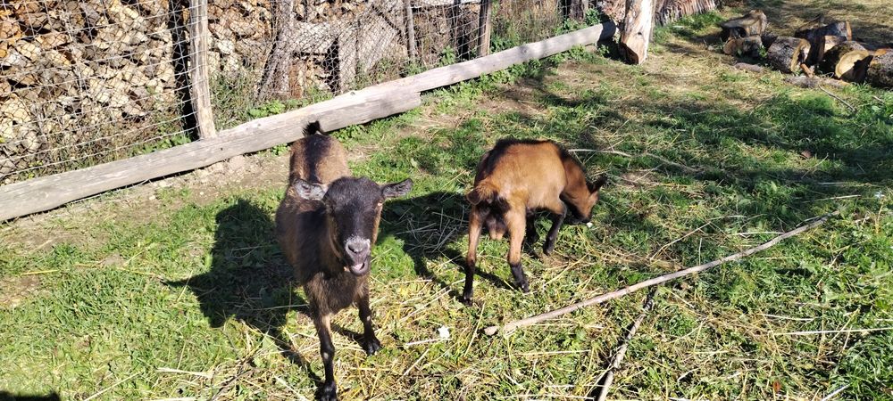Capra Alpina Franceza și Tapisor Alpin Fray