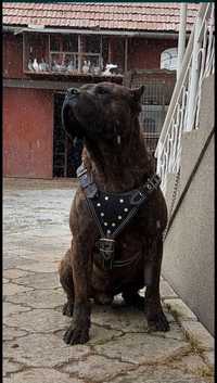 Mascul Presa Canario