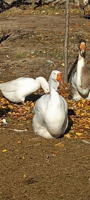 Pereche holmogor de vanzare