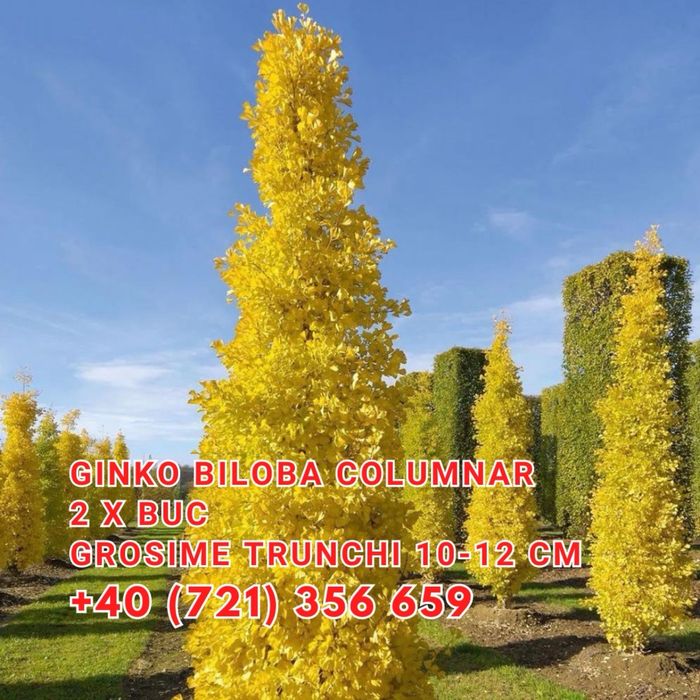 Ilex , Evonymus , Magnolia Solangeana Artar Rosu Japonez Aucuba platan