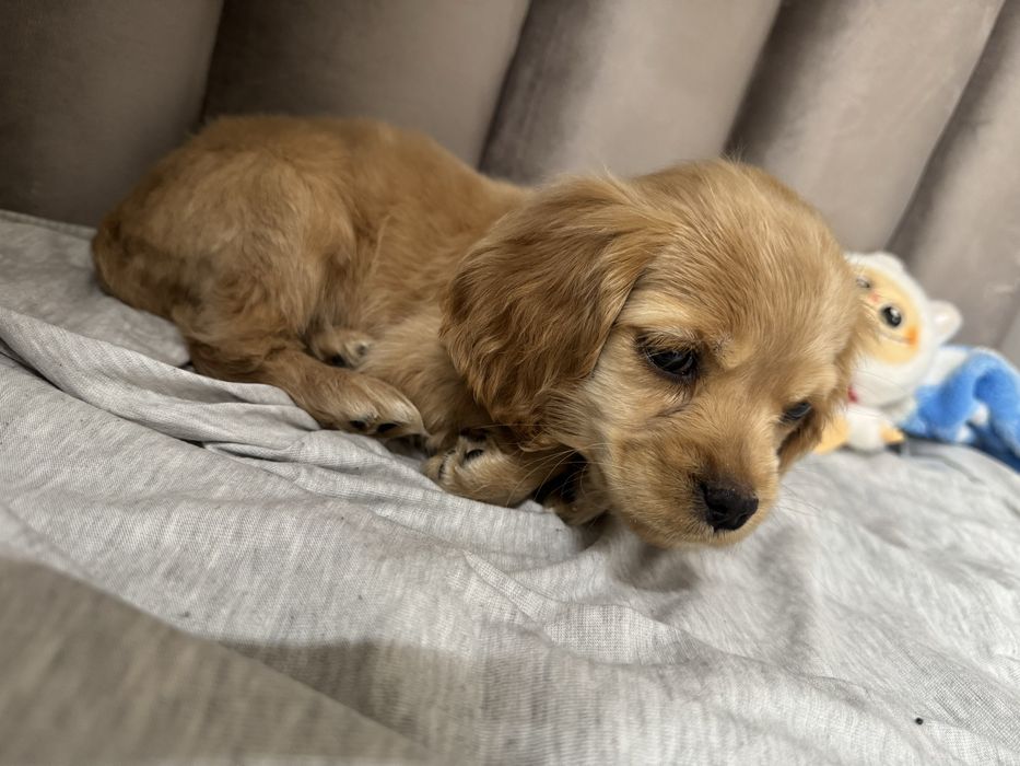 Щенок смесь спаниеля и мальтезе