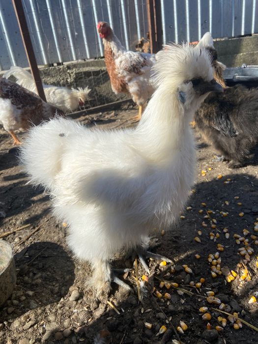 Pereche mătase japoneză