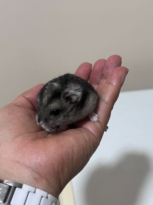 Джунгарик девочка 5 мес