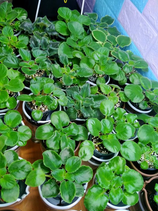 Детки сортовых фиалок!!!