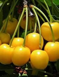 Cireș imperial galben