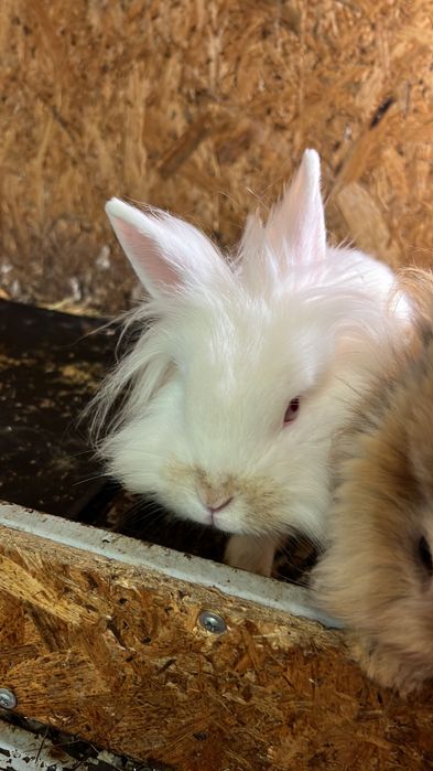 Продам декоративных кроликов