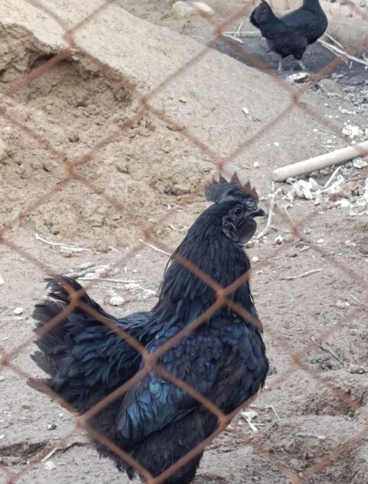Ухейилюй. Uxeyilyuy zotli xoroz tovuq jojalari sotiladi