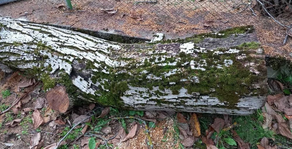 Продавам ствол от орех – висококачествен суров дървен материал