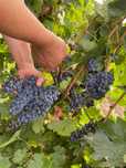 Vând struguri,Merlot