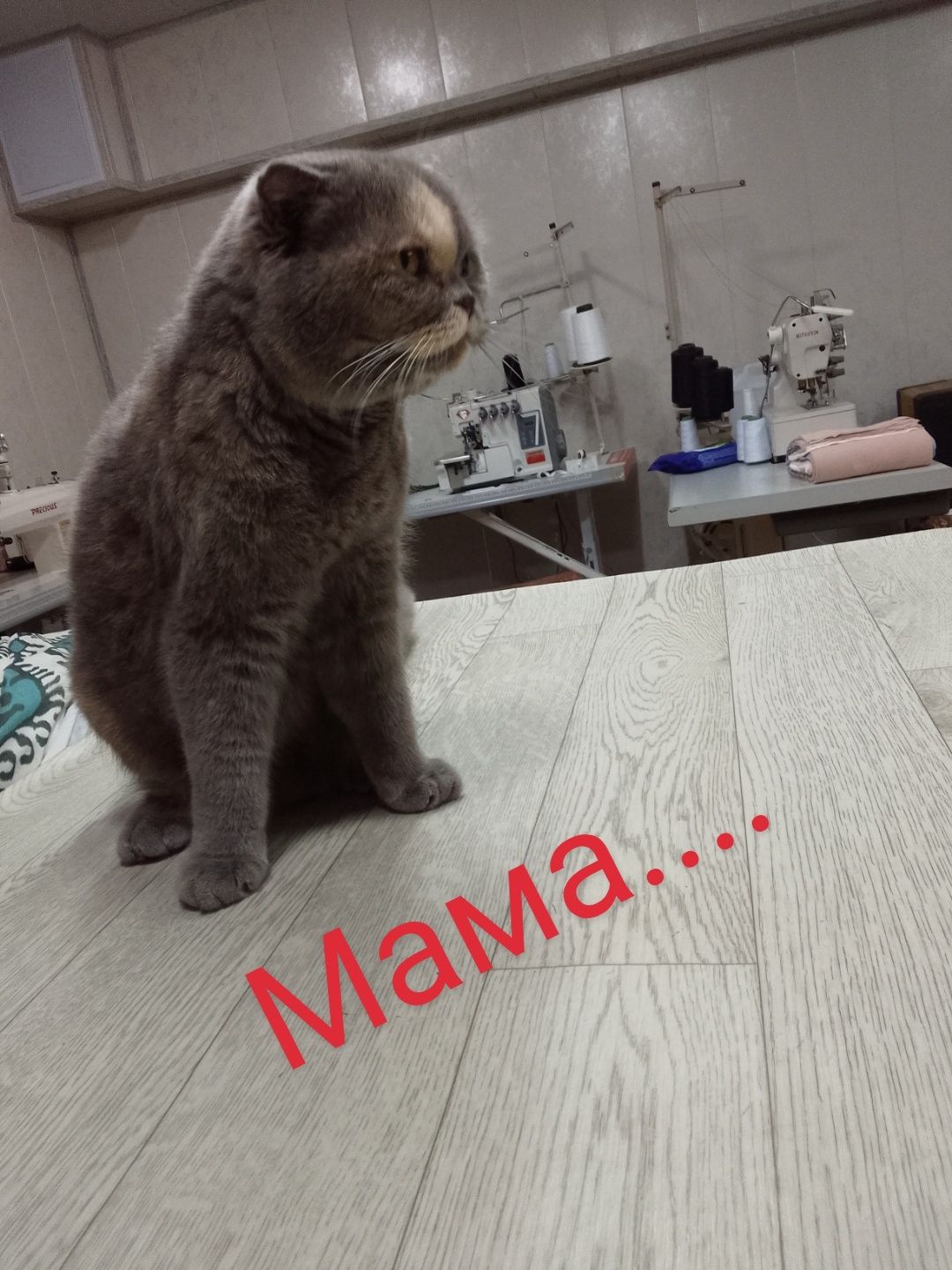 Продается кошка с котятами