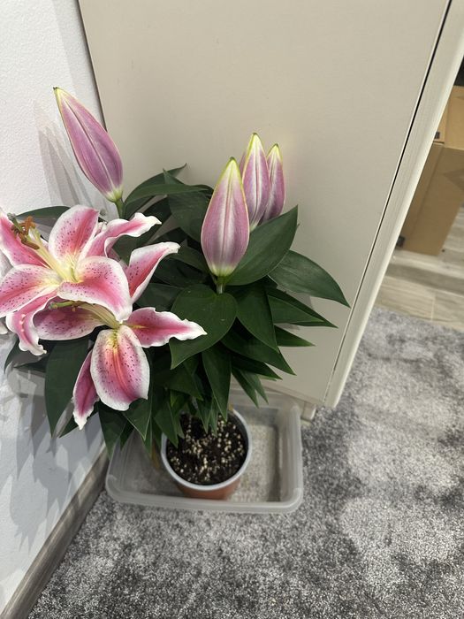 Ghete piele naturata BUGATI