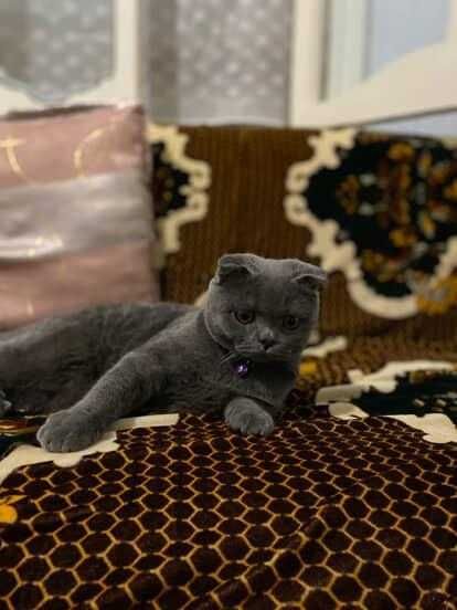 Вяска кот (мальчик)