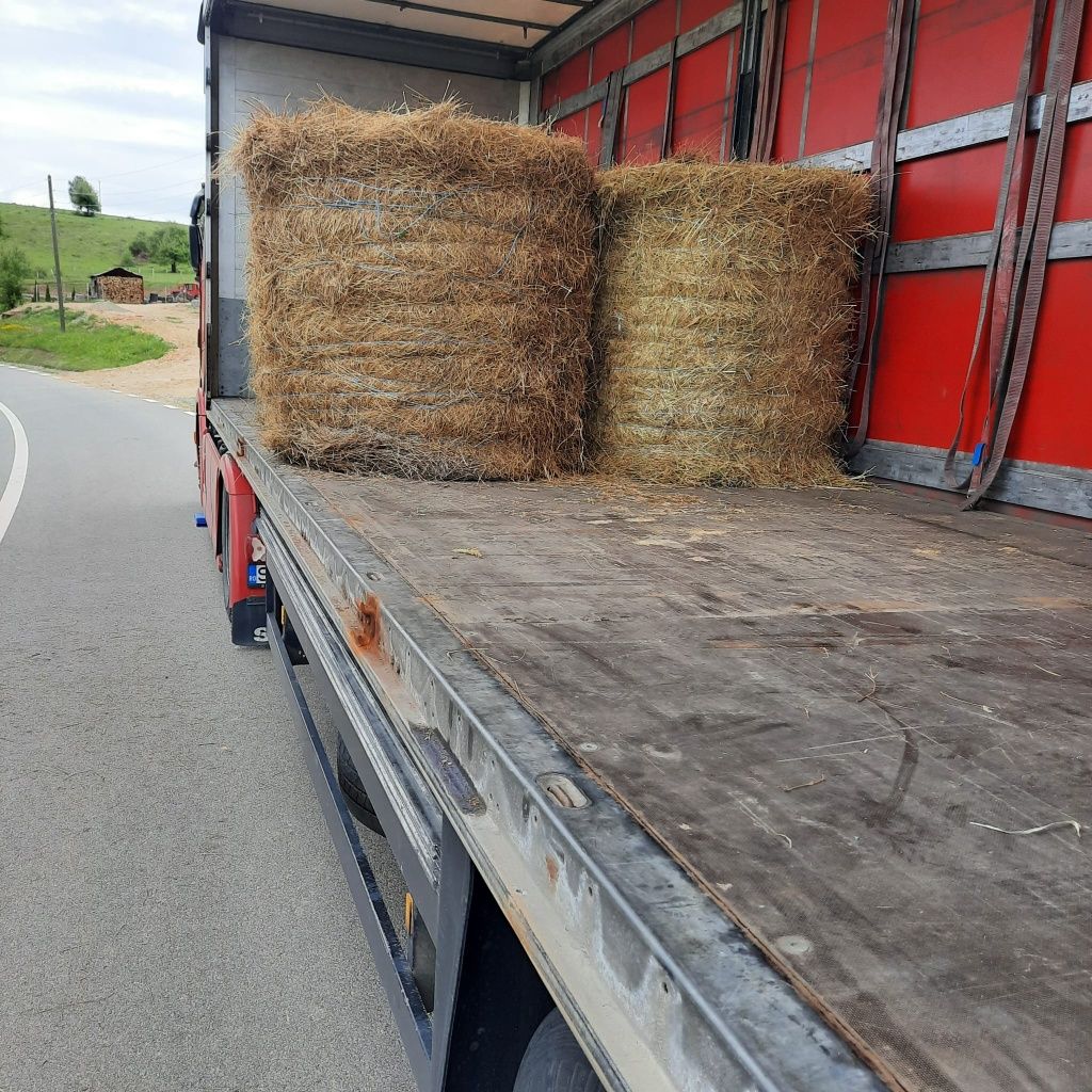 Lucerna sau Nutret semanat.Cate 500dr sau 40 Baloti rotunzi.La TIR>RO