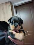 Pui de Rottweiler de vânzare