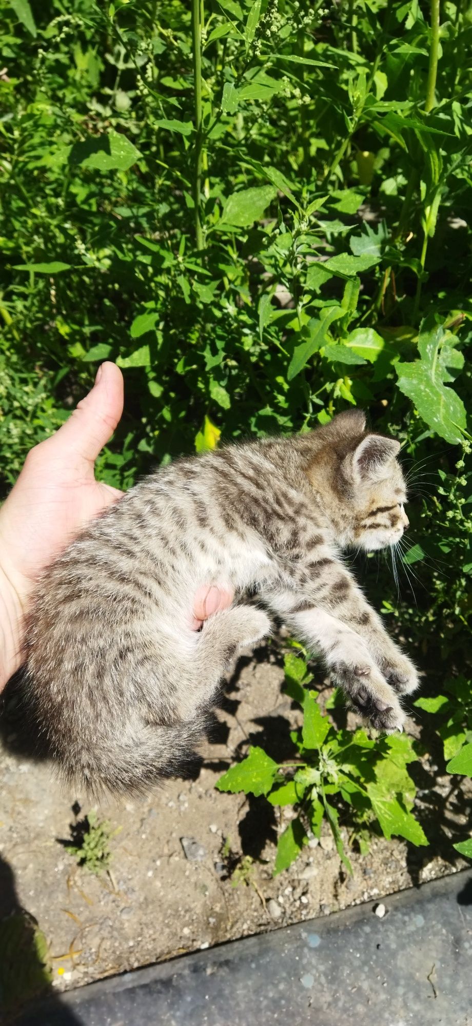 Классные котятки