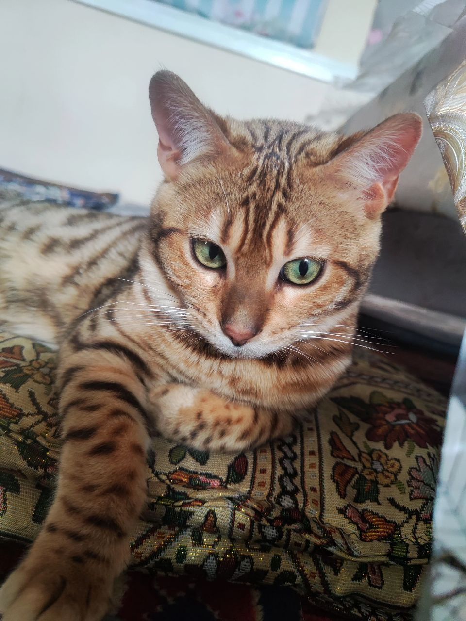 Bengal mushugi sotiladi