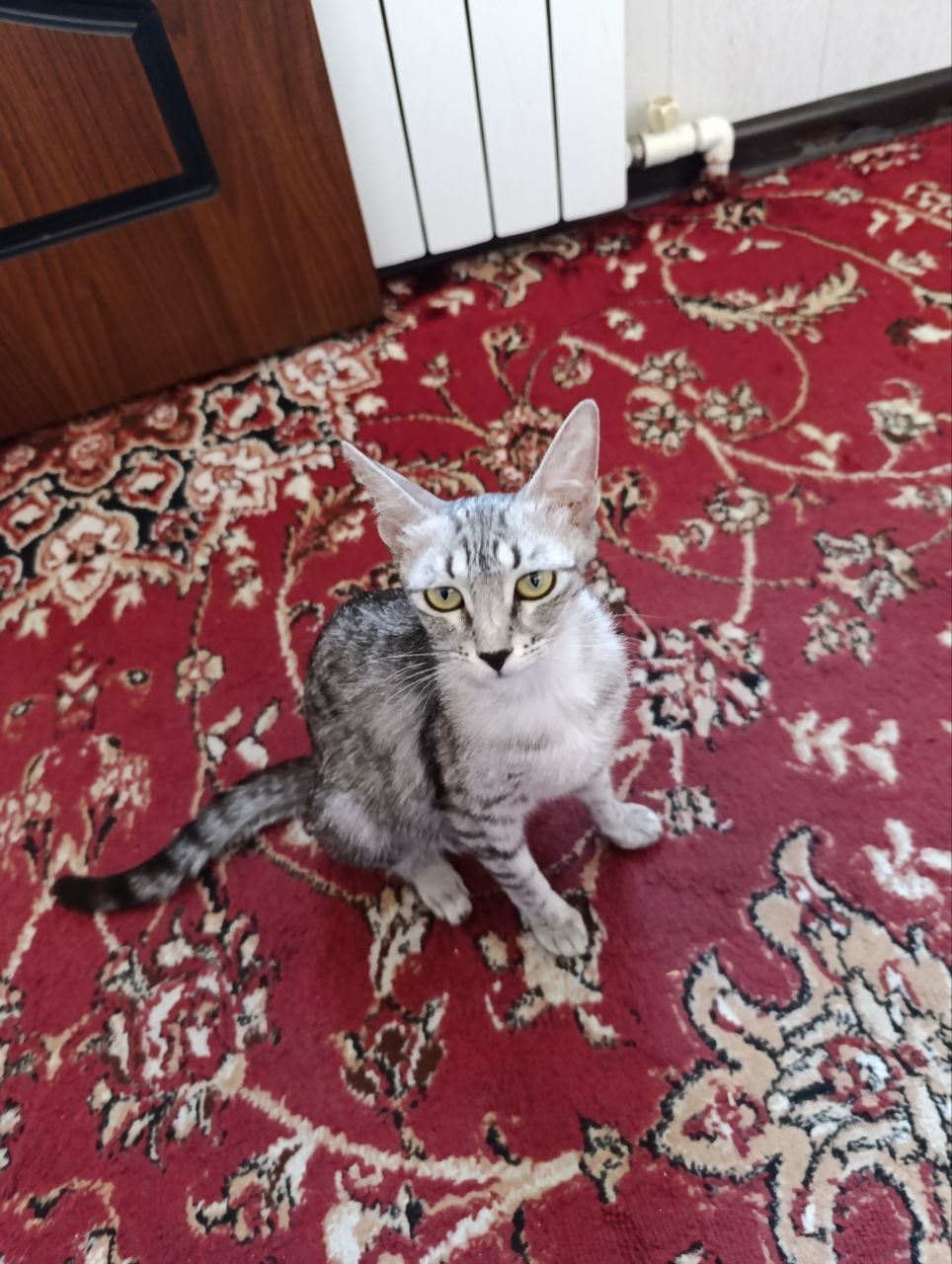 Кошечка бесплатно