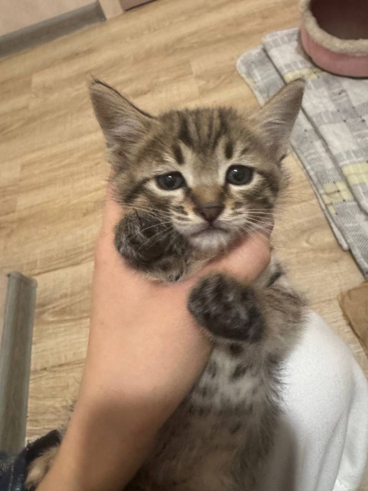 Кошка/кот/котёнок/домашний кот/mushuk/mushuk bolalari/mushukcha/mushum