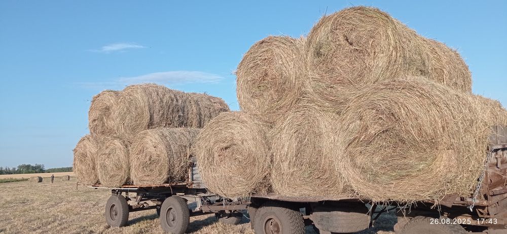 Продам сено свежее