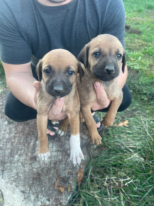 Родезайски ричбек